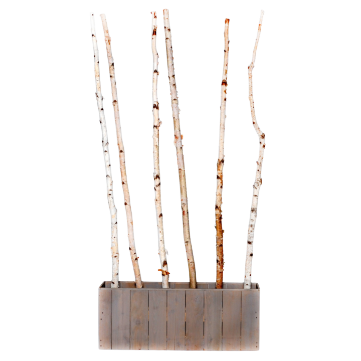 Square wooden Knokke planter box with tall natural birch branches, 21.75 inches square and 29.25 inches high.